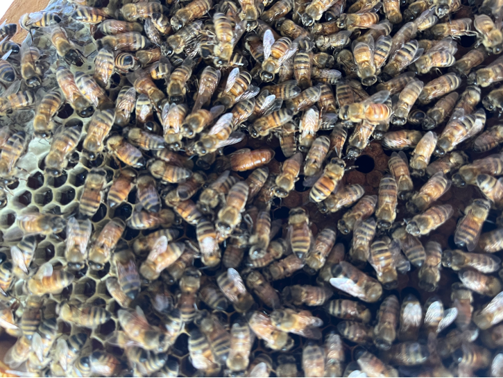 Featured image for “Hanging with our new Honeybee Hives”